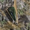 Corse vert d'Orezza 3 griffes N°2